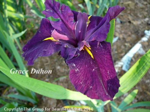 Grace Duhon 
